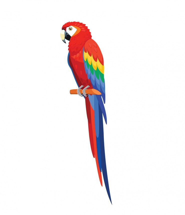 Vektör parrot bird isolated on white