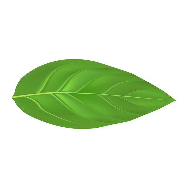 peach leaf mockup realistic illustration of peach leaf vector mockup for web design isolated on white background
