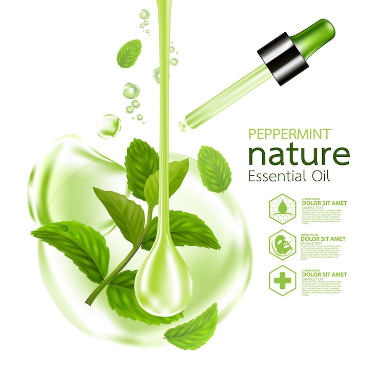 Vektör peppermint leaf, nature essential oil