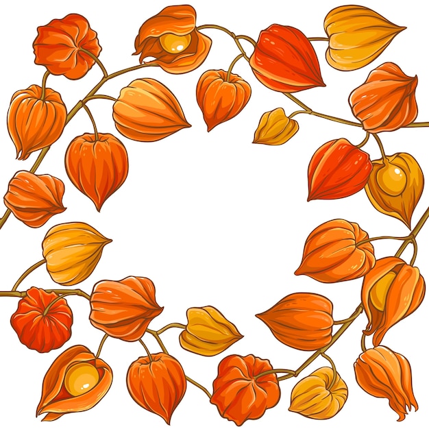 Phisalis branch vector frame