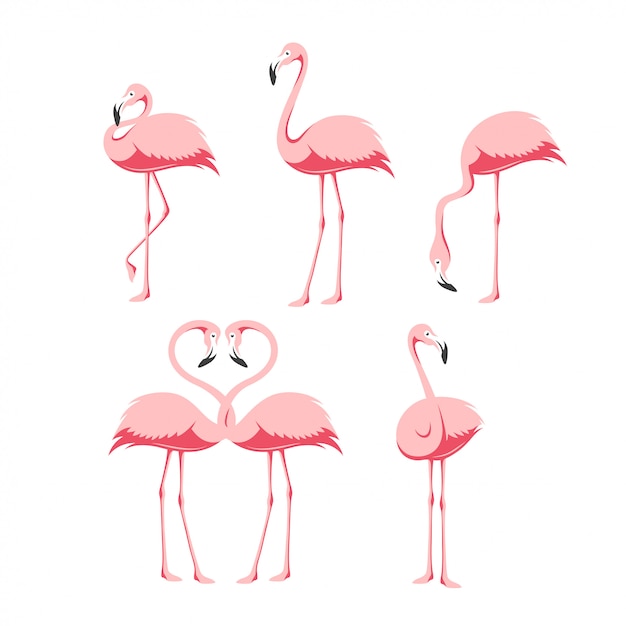 Pink flamingo birds set
