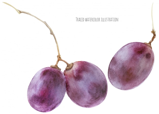 Pinot noir grape