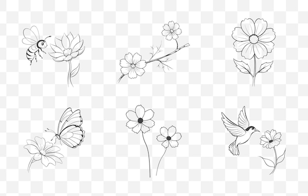 Print Comprehensive Cosmos Flower Line Art Vector Set Featuring Detailed Botanical Illustrations for