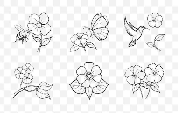 Print Impatiens Flower Line Art Vector Set Botanical Illustrations of Impatiens Plant with Detailed