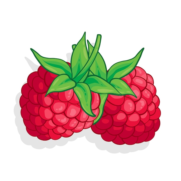 Raspberry sweet fruit illustration for web isolated on white background Creative design