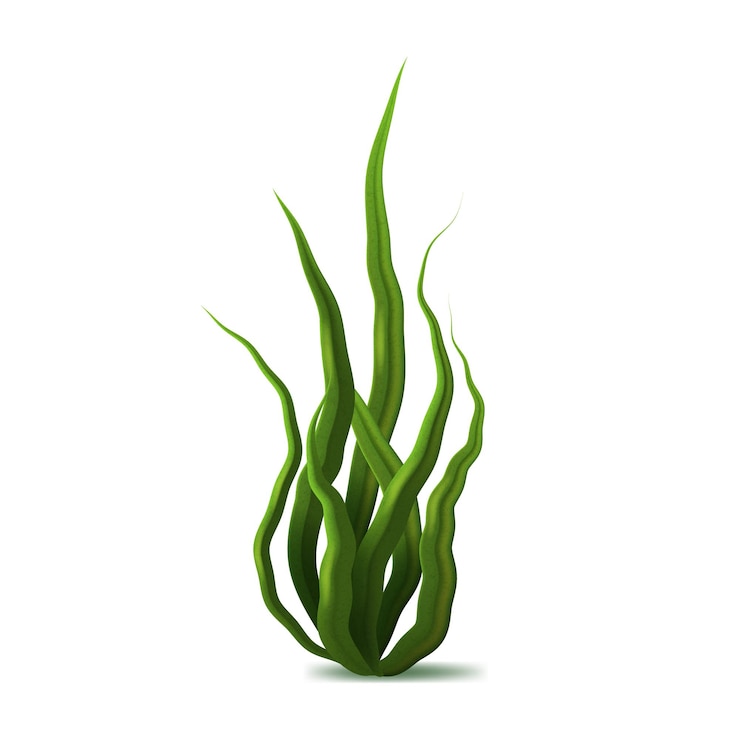 Vektör realistic detailed 3d green spirulina seaweed vector
