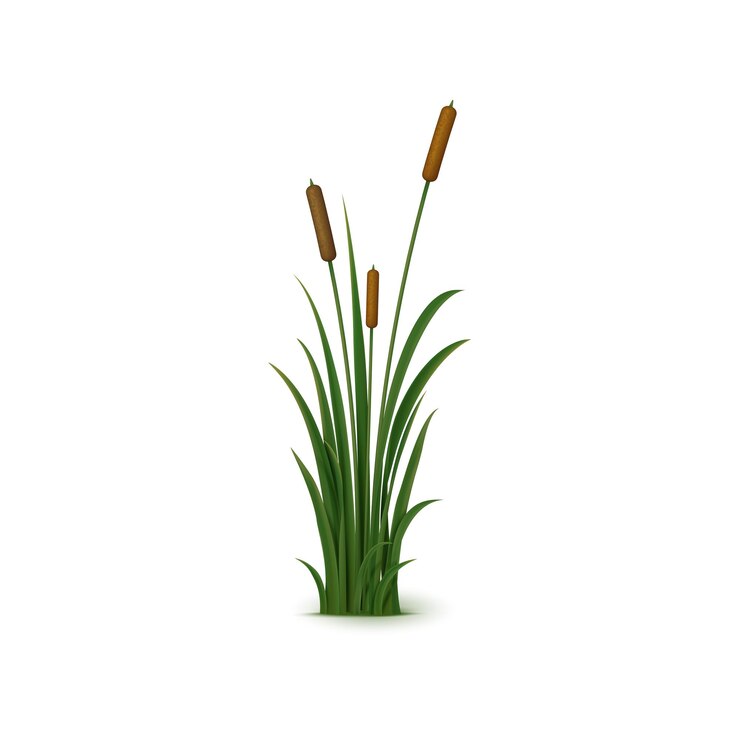 Vektor realistic reed sedge and grass isolated 3d vector tall perennial plant with long narrow leaves and feathery seed heads that grows in wetlands and along shorelines