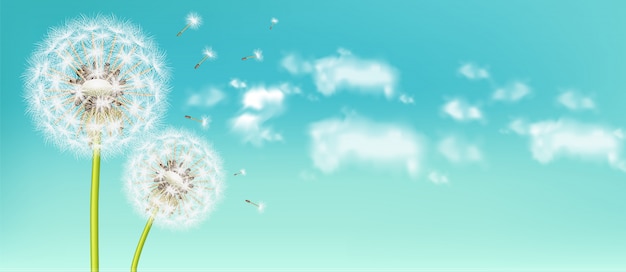 Realistic spring dandelion flower
