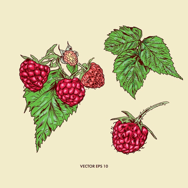 Red raspberry raspberry sprig and green leaves Berry vector illustration Design element for wrapping paper textiles covers cards invitations