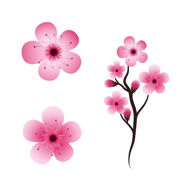 Vektör sakura güzellik çiçeği