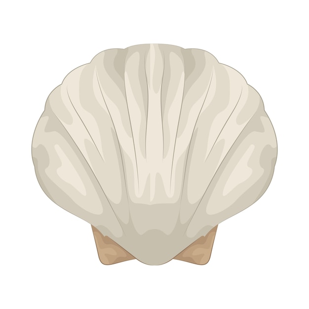 seashell