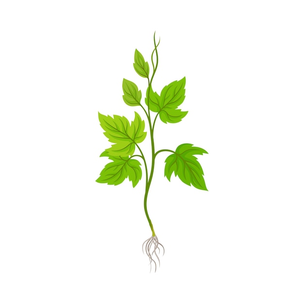 Seedling of Grape Plant with Thin Roots Isolated on White Background Vector Element