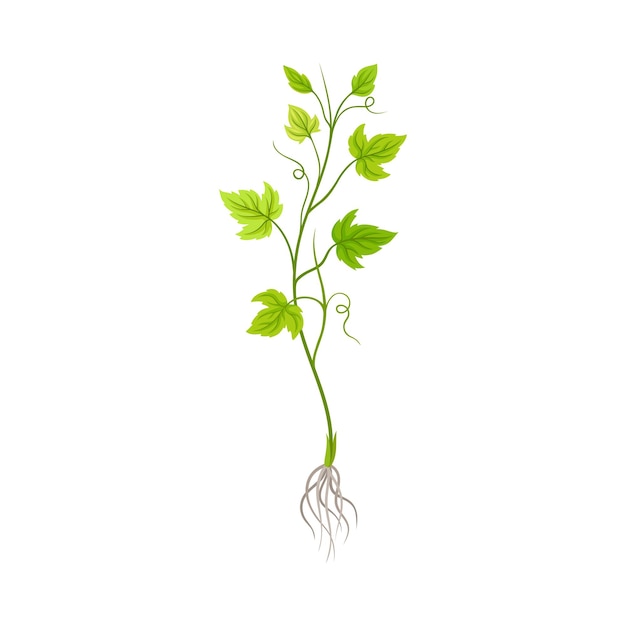 Seedling of Grape Plant with Thin Roots Isolated on White Background Vector Element