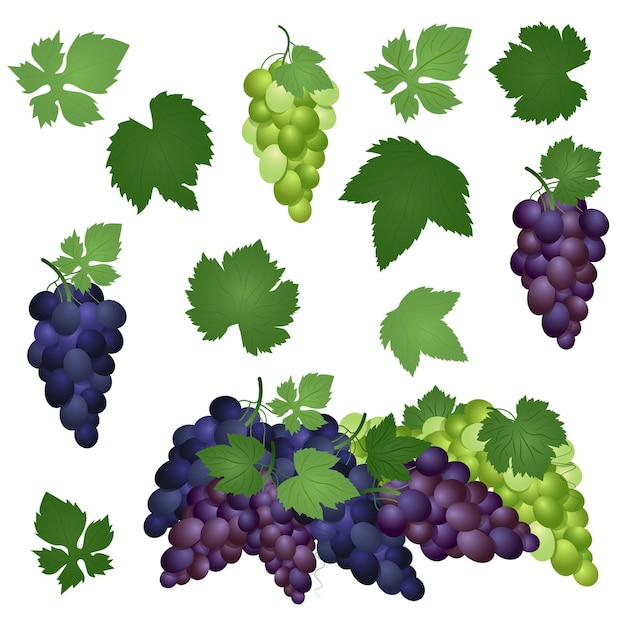 Set of green purple and blue table grapes with leaves Vector illustration realistic style