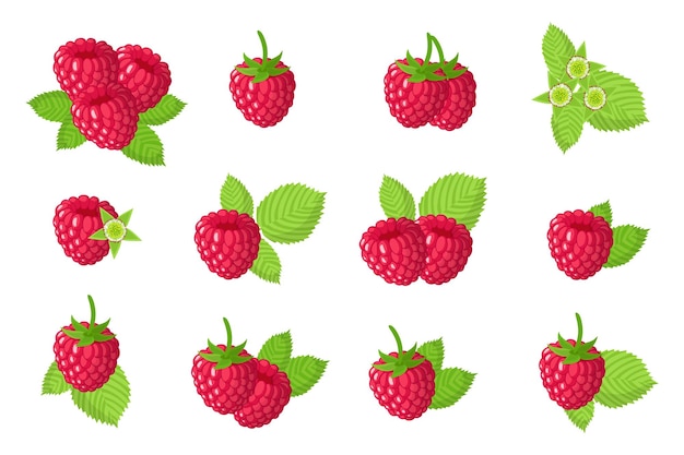 Set of illustrations with Red raspberry exotic fruits, flowers and leaves isolated