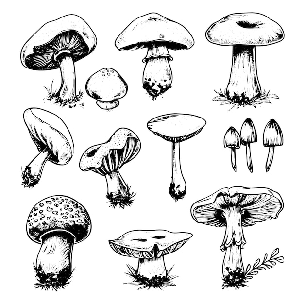 Set of mushrooms vector simple illustration isolated on white background Outline and silhouette hand drawn sketched version Vector mycology Natural healthy fungus autumn design