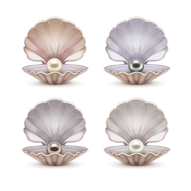 Set of open shell with beige, gray, brown and white pearls inside.  template of opened seashells isolated on background