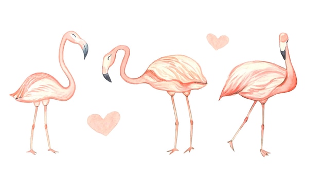 Set of pink flamingos watercolor illustration