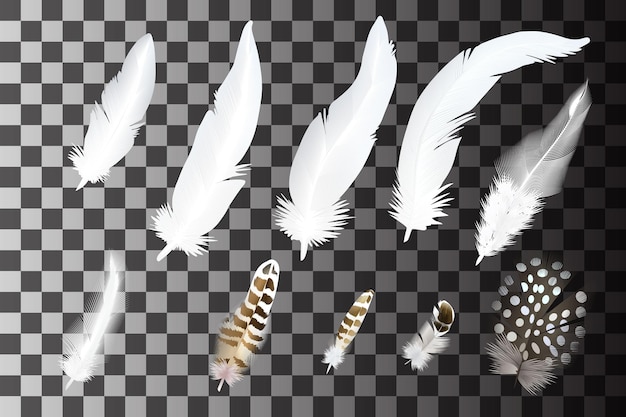 Set of realistic feathers