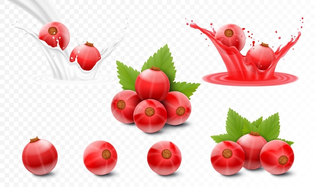 Set of red currants berries in juice currants in milk or yogurt splash realistic 3d isolated vector illustration