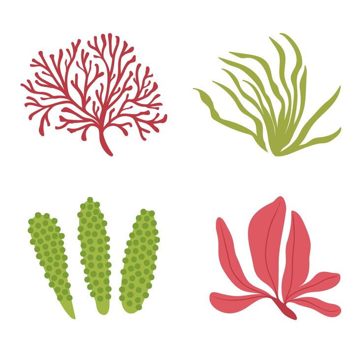 Set of various green and red algae