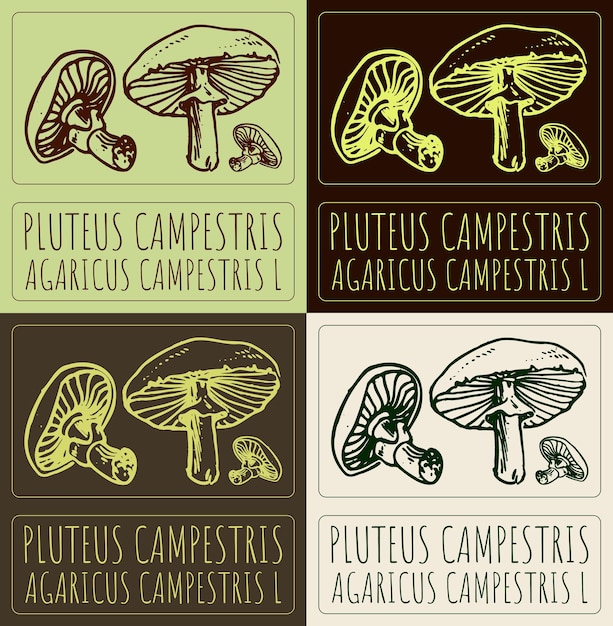 Set of vector drawing PLUTEUS CAMPESTRIS in various colors Hand drawn illustration Latin name is AGARICUS CAMPESTRIS L