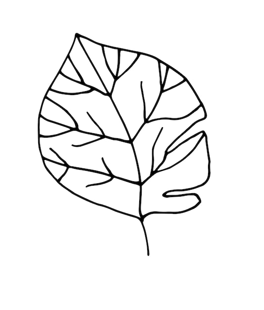 Single leaf handdrawn Botanical illustration Vector design