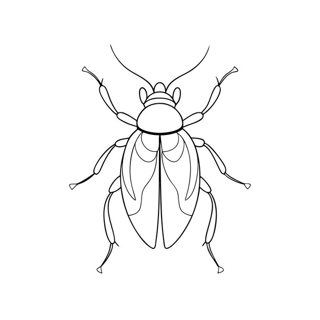 Single line drawing of beetlecoloring page