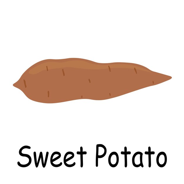 Sweet potato illustration flat vector Vegetables flashcard Healthy lifestyle concept