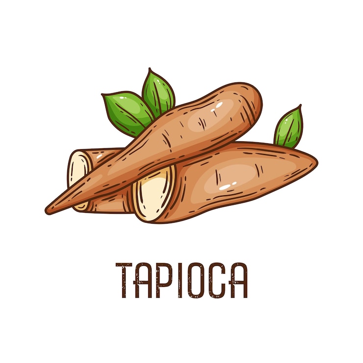 Vektör tapioca root vector illustration