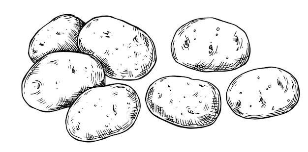 Taslak stilinde patates vektör çizimi