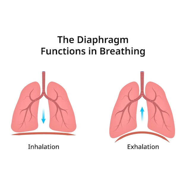 the diaphragm functions breathing design vector illustration