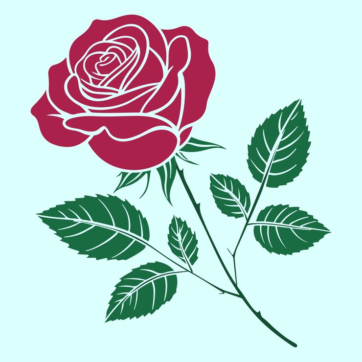 This is a Rose flower red rose isolated Dark red rose with green leaves
