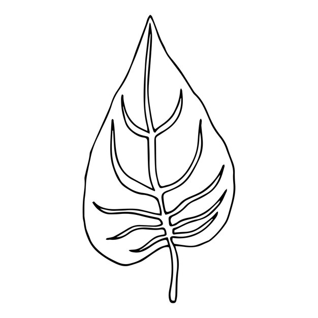 Tropical palm leave in sketch style, isolated vector illustration. Leave of palm tree in linear dood