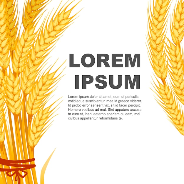 Two bunches of wheat banner design with place for text flat vector illustration on white background.