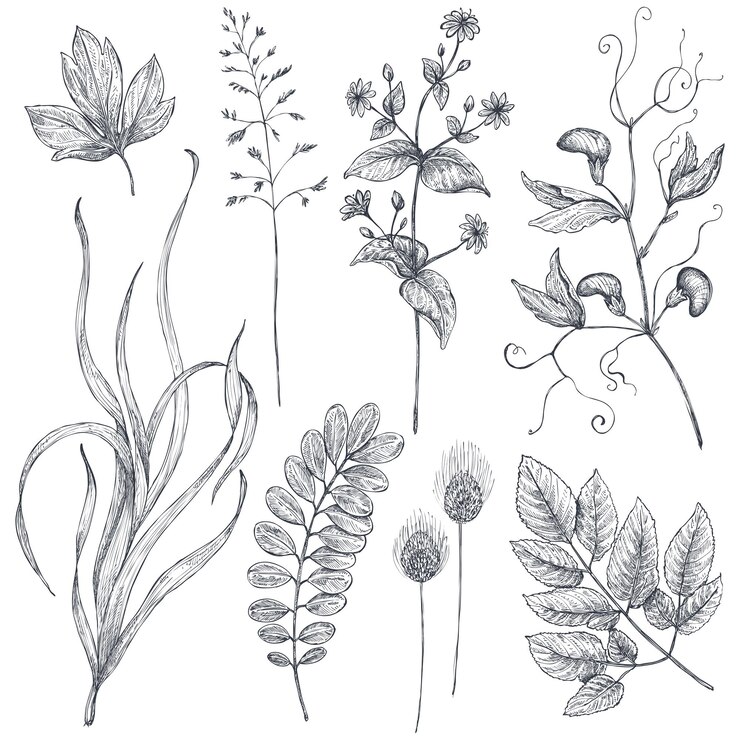 Vektör vector collection of hand drawn flowers and herbs isolate on white background