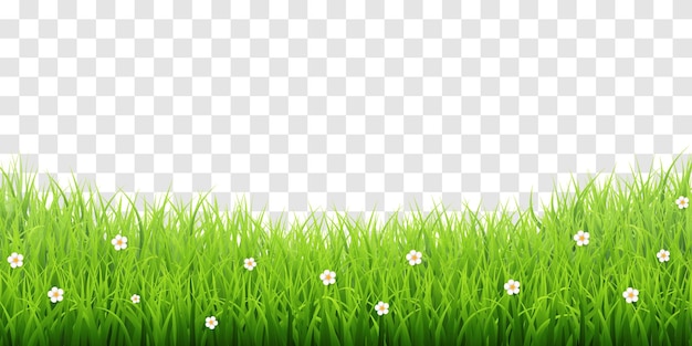 Vector green grass border isolated on png