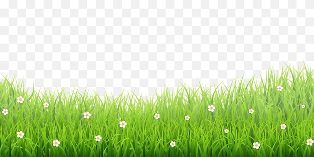 Vector green grass border isolated on png