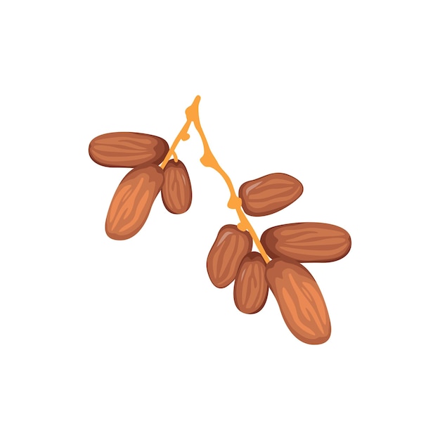 Vector Illustration of Dates Fruit for Ramadan
