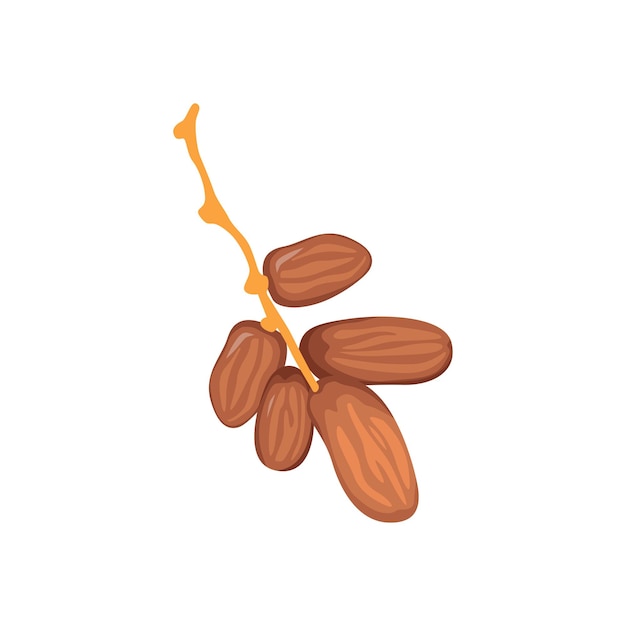 Vector Illustration of Dates Fruit for Ramadan