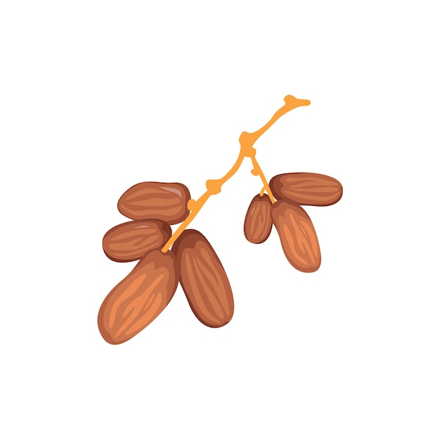 Vector Illustration of Dates Fruit for Ramadan