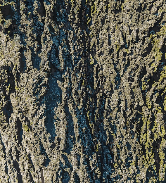 Vector illustration of Detail of the bark of a hackberry tree Latin name Celtis occidentalis