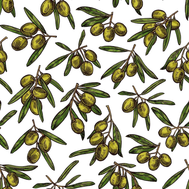 Vector olives sketch pattern background