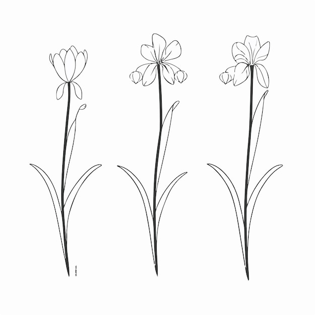 Vector pack featuring beautiful snowdrop illustrations