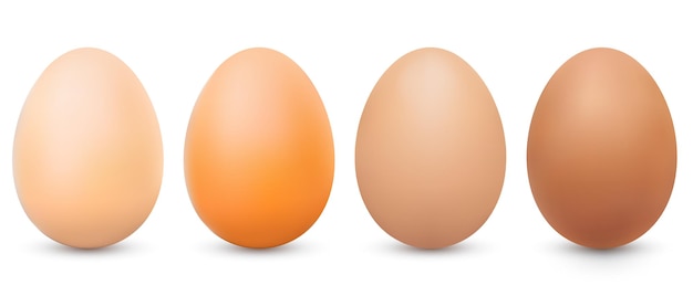 Vector realistic light brown and dark brown eggs set Front view 3d chicken whole eggs