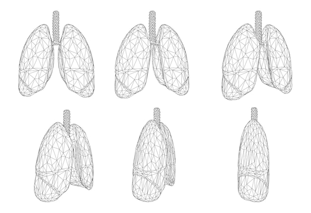 Vector set 3D lungs and bronchus Isolated on white background Element for medical design