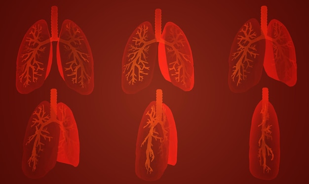 vector set 3d lungs and bronchus on color background element for medical design