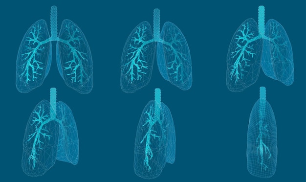 vector set 3d lungs and bronchus on color background element for medical design