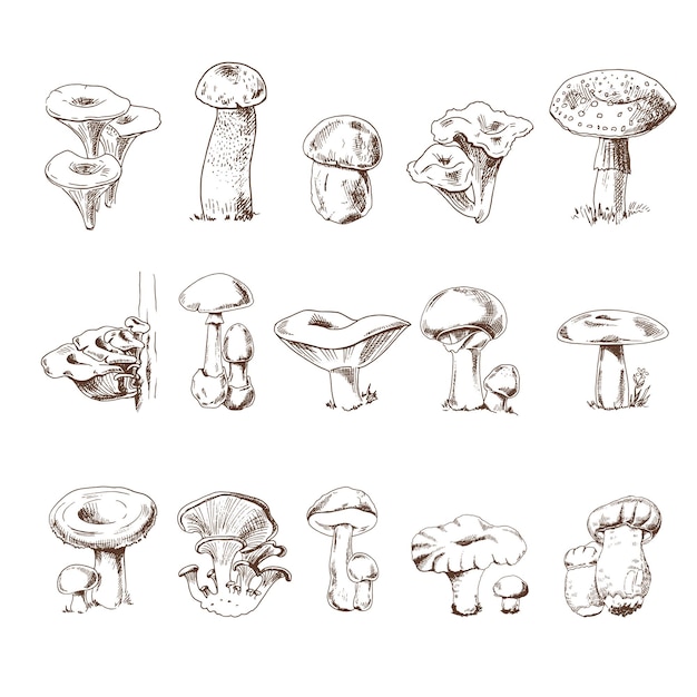 Vector sketch Collection of different edible and poisonous mushrooms Sketch illustration for print web mobile and infographics