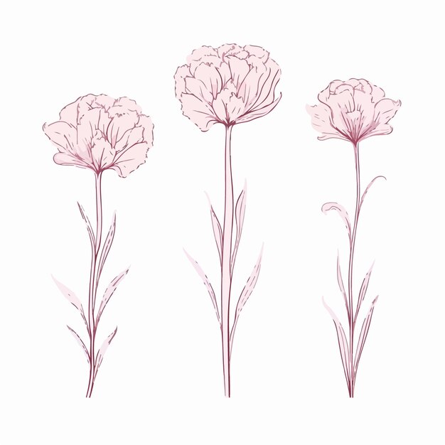 Versatile carnation illustrations that can be used for a variety of applications